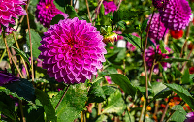Close-up of pink flowering plant