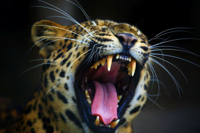 Close-up of a cat