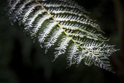 Close-up of pine tree during winter