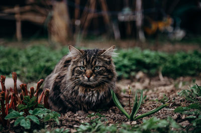 Close-up of cat