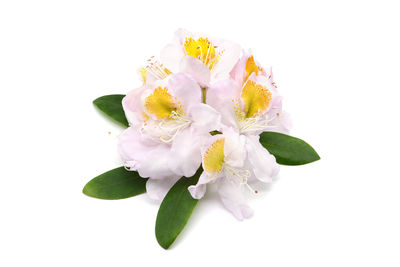 Close-up of flowering plant against white background