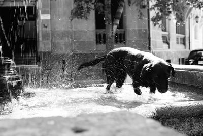 Dog on street