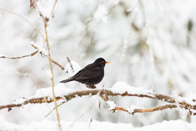 Bird perching on branch