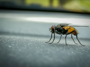 Close-up of fly on leaf