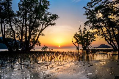 Silhouette trees on beach against sky during sunset