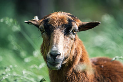 Close-up portrait of brown, female cameroon sheep