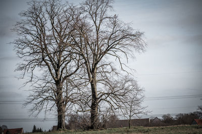 Bare tree on field against sky
