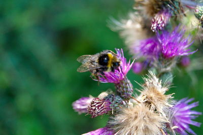 Close-up of bee pollinating on purple flower