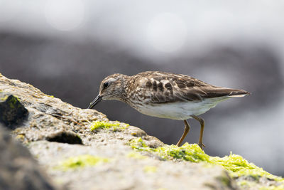 Close-up of bird perching on rock