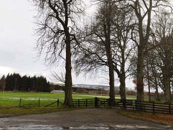 Trees on field against sky