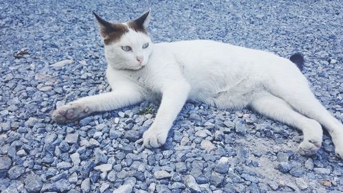 Cat lying on pebbles