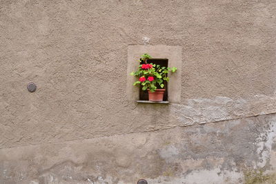 Potted plant on wall of building