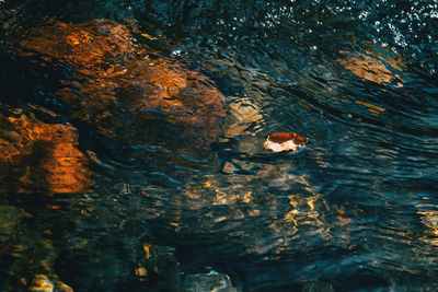 High angle view of turtle in sea