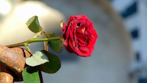 Close-up of red rose against blurred background