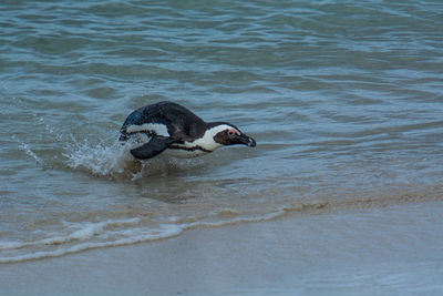 Duck swimming in sea