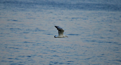 Bird flying over lake
