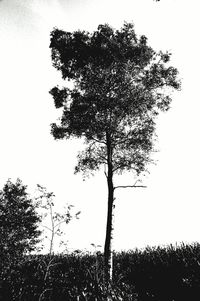 Silhouette tree against sky