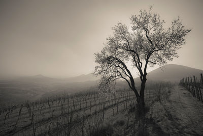 Single tree by landscape against sky