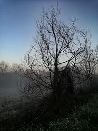 Bare tree against clear sky