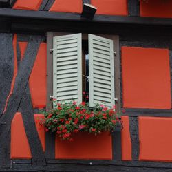 Close-up of plants against wall