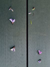 Pink flowers on leaves