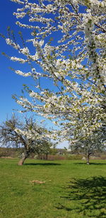 Cherry blossom tree in field