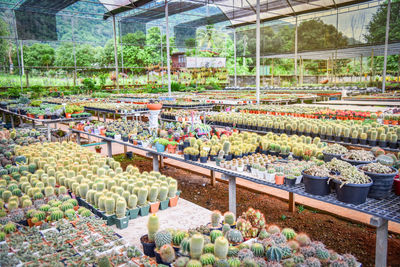 Plants growing in greenhouse