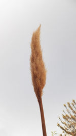 Low angle view of dried plant against white background