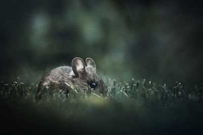 Close-up of rabbit on field