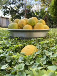 Close-up of fruits growing on tree