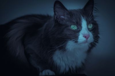 Close-up of cat looking away