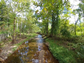 Stream amidst trees in forest