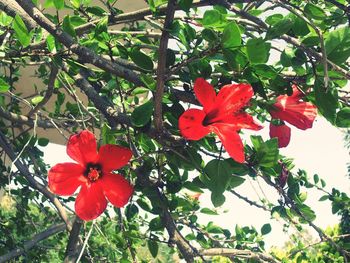 Close-up of red flowers