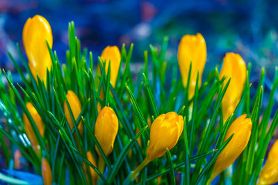 Crocus, crocuses or croci in pink, violet, blue, yellow etc.