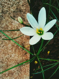 Close-up of white flower