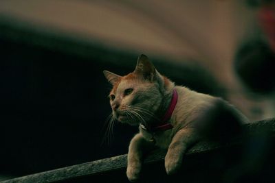 Close-up of cat looking away