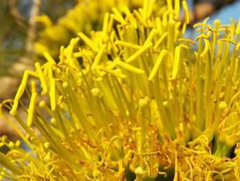 Close-up of yellow flower