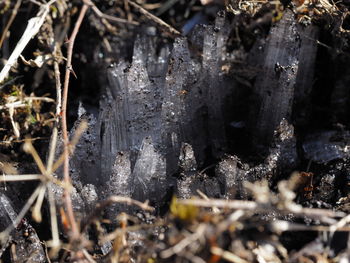 Close-up of frozen plants