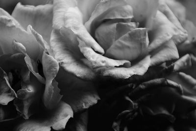 Close-up of flower