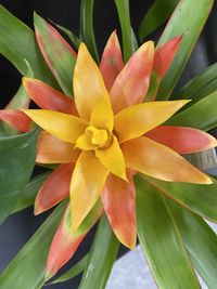 Close-up of yellow flowering plant