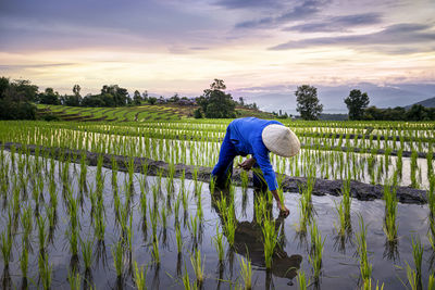 Full length of man working in rice paddy against sky