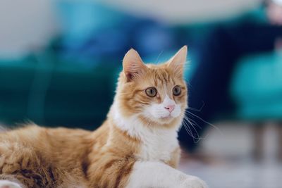 Close-up portrait of a cat looking away