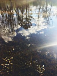 Reflection of trees in lake