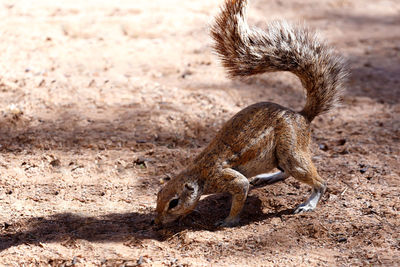 Ground squirrel on land