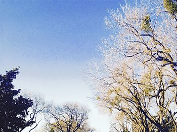 Low angle view of trees against blue sky