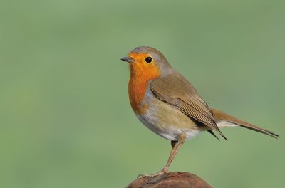 Close-up of a bird perching