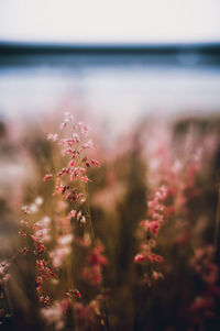 Close-up of flowering plant against sea