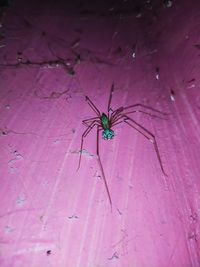 High angle view of spider on web