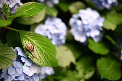 Close-up of green insect on plant