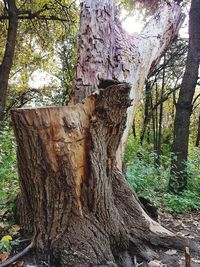 Close-up of giraffe against trees